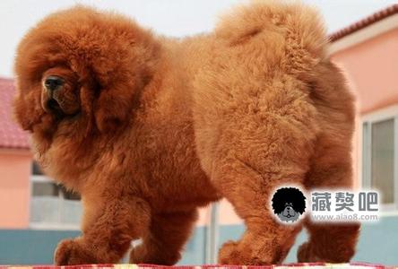 藏獒多少钱一只幼仔多少钱价格