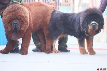 藏獒多少钱一只幼仔多少钱价格