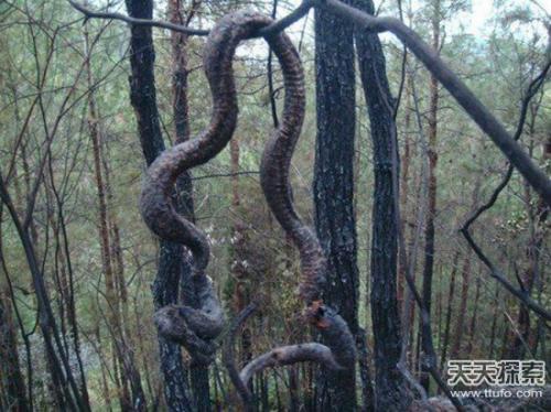 中国发现200米巨蟒,中国发现一条百年巨蟒,实