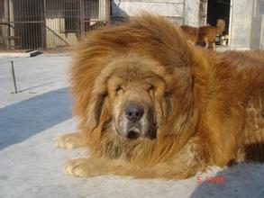 藏獒为何要主人喂它吃?揭秘成年藏獒一天吃多少