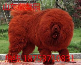 藏獒为何要主人喂它吃?揭秘成年藏獒一天吃多少