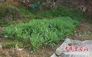 有人把罂粟幼苗当菜吃,炒菜,煲汤,拓菜馍,是否有危险?图片