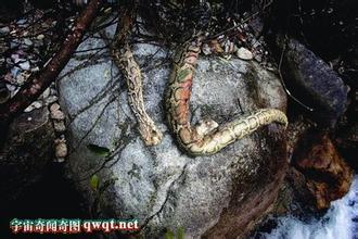 辽宁 修路 挖出 巨兽 图片 千年 真龙 云南 8米 大蛇