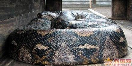 辽宁 修路 挖出 巨兽 图片 千年 真龙 云南 8米 大蛇