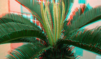 铁树叶治疗癌症偏方,治疗癌症最新消息,缓解癌