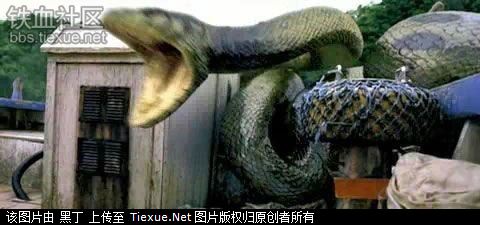 古墓 挖出 千年 大蛇 视频 中国 近 辽宁 新