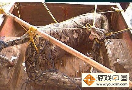 工地挖出十六米巨蛇,古墓挖出千年大蛇视频