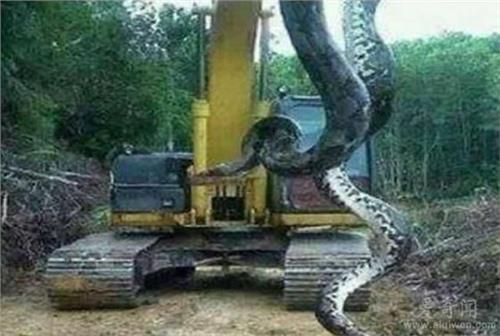 工地古墓挖出巨蛇视频,工地挖出十六米巨蛇,古墓挖出千年大蛇视频
