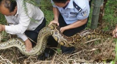 贵州 大蛇 初三 女孩 挖掘机 挖出 高速路 贵州省 兴义市