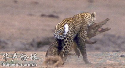 老虎大战最大的鳄鱼,河马咬死大鳄鱼的瞬间,老