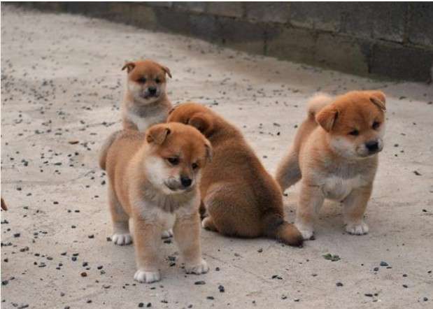 护卫犬挺身护主被砍死,什么狗看家好聪明护主