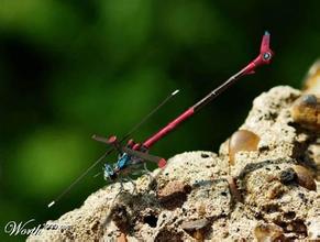 什么是纳米武器及用途?纳米武器攻击的精确化