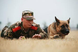 中国人民解放军军犬待遇,军犬退役后士兵含泪