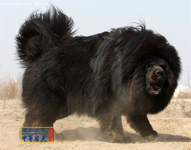 鬼獒王咬死狮子图片 纯种鬼脸獒王多少钱 鬼獒