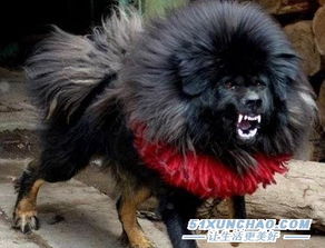 鬼獒王咬死狮子图片 纯种鬼脸獒王多少钱 鬼獒