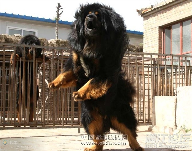 鬼獒王咬死狮子图片 纯种鬼脸獒王多少钱 鬼獒