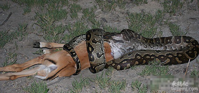 蟒蛇勒死美女图片_蟒蛇吃美女图片