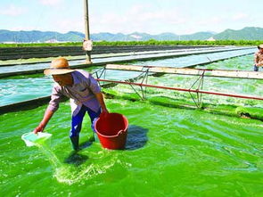 格林斯通螺旋藻怎么吃 什么人不能吃螺旋藻 螺