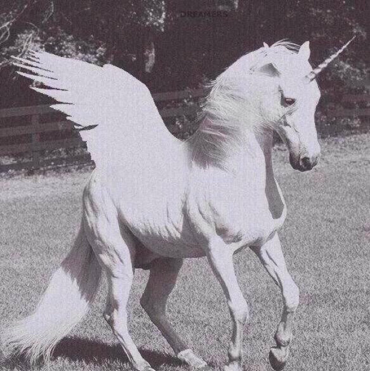 科学家发现独角兽头骨化石形如犀牛 独角兽是