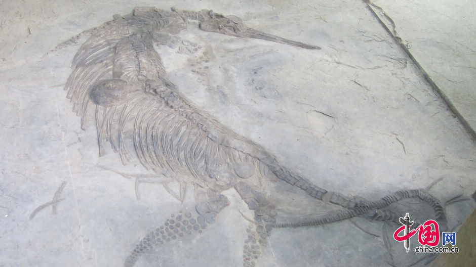 村民挖到罕见化石图片 化石是怎么形成的