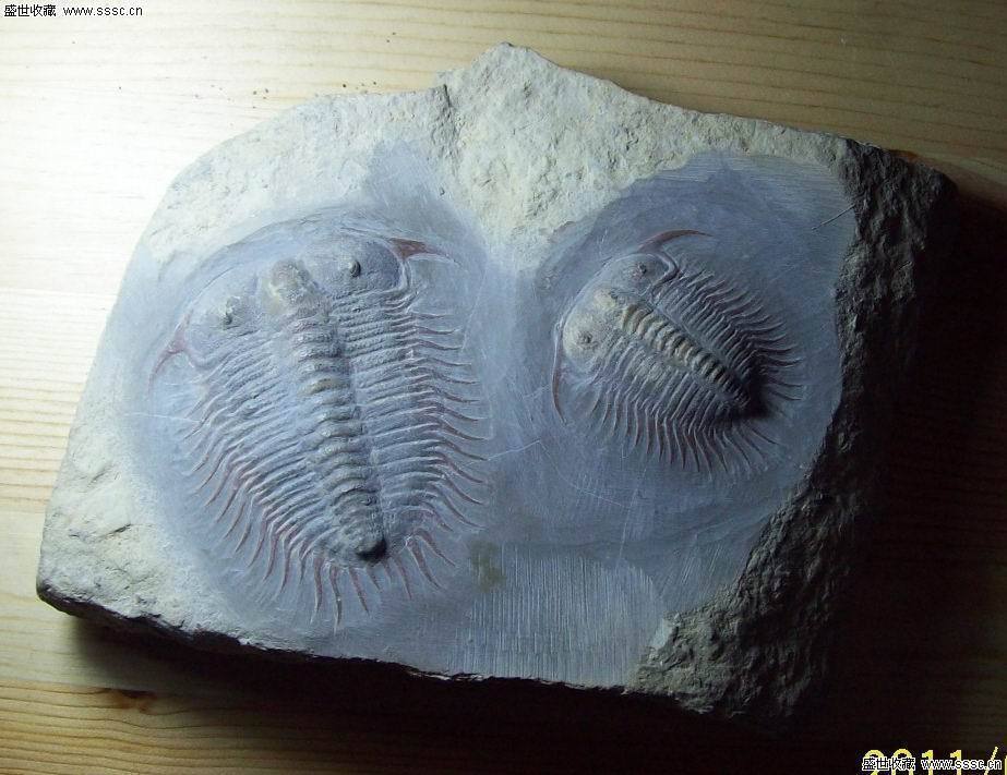  村民挖到罕见化石 图片 化石是怎么形成的有怎
