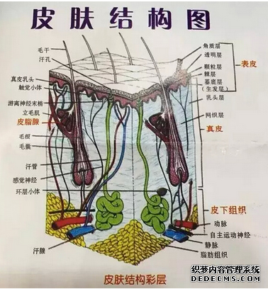 脸上死皮多是什么原因,脸上死皮快速消除方法