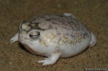 ɳĮôȳ ǵĽɱЦ