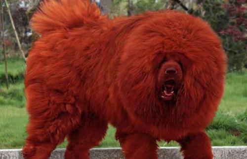 世界上最贵的狗是什么狗图片多少钱,天价宠物狗北京一套房