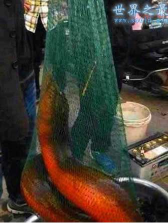 Ļߴֳɾͼ ʷϵĻ155껹