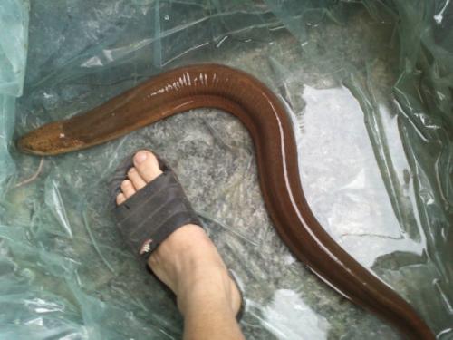 Ļߴֳɾͼ ʷϵĻ155껹