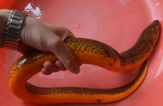 Ļߴֳɾͼ ʷϵĻ155껹