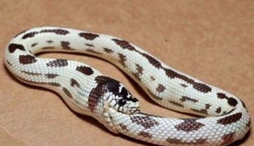 Ϊʲôʳβ ߶ðԼ ߳Լͼ