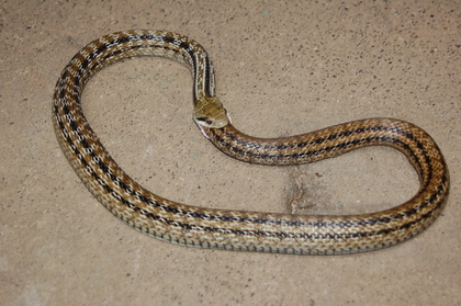 Ϊʲôʳβ ߶ðԼ ߳Լͼ