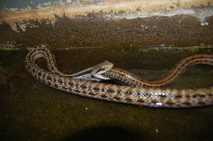 Ϊʲôʳβ ߶ðԼ ߳Լͼ