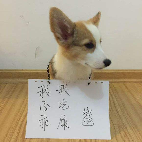 "狗肉不上席"说法竟和这些人有关?狗肉上不了正席下一