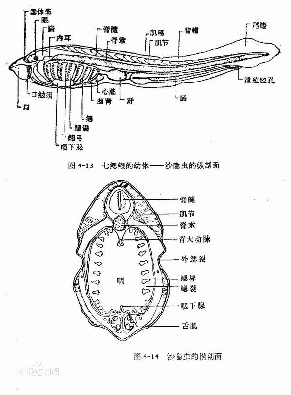 侧看很萌的七鳃鳗,嘴巴放大图片已经不能用恐怖恶心来形容了...