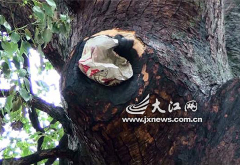 梓柯树咋就成了"最强消防树"?那怎么人在梓柯树下用打