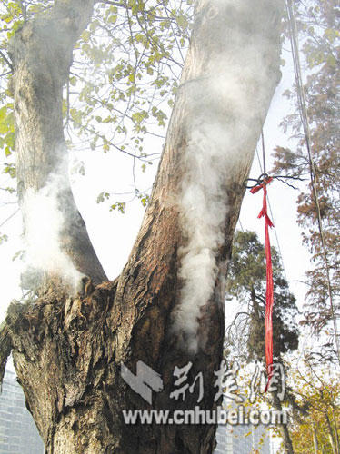 梓柯树咋就成了"最强消防树"?那怎么人在梓柯树下用打