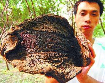 阿富汗吸血树吸人血的样子图片 吸血树被砍会流血吗怎么才能弄死
