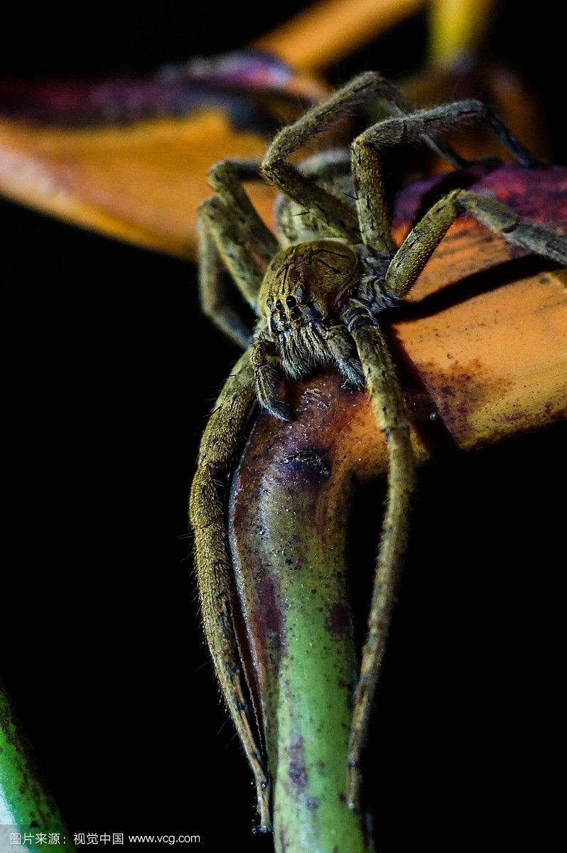 吃香蕉时要小心世界上最毒的巴西漫游蜘蛛!男人为什么又爱又怕它