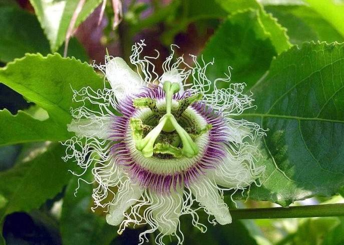 ֻ֩жһͼƬ ʵܶ˰ֻ