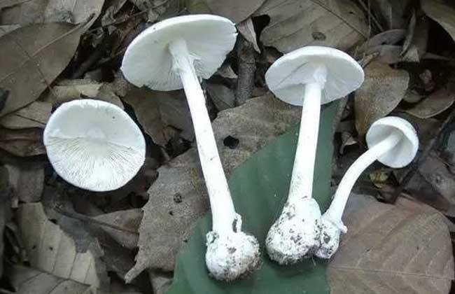 吃了剧毒蘑菇致命白毒伞基本上就没救了?致命白毒伞能治什么癌症