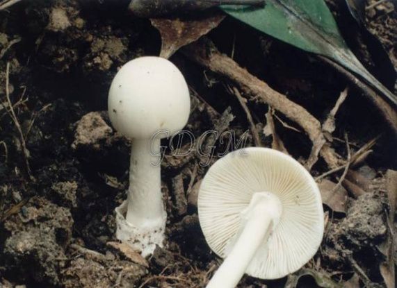 吃了剧毒蘑菇致命白毒伞基本上就没救了?致命白毒伞能治什么癌症