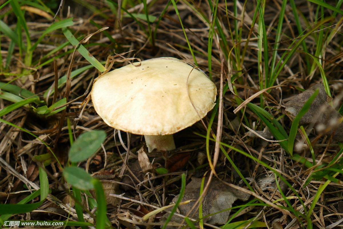 吃了剧毒蘑菇致命白毒伞基本上就没救了?致命白毒伞能治什么癌症