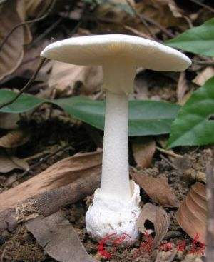 吃了剧毒蘑菇致命白毒伞基本上就没救了?致命白毒伞能治什么癌症