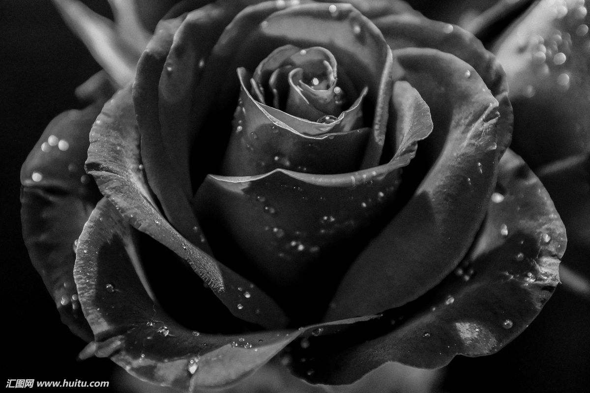 黑玫瑰设计图__图片素材_其他_设计图库_昵图网nipic.com