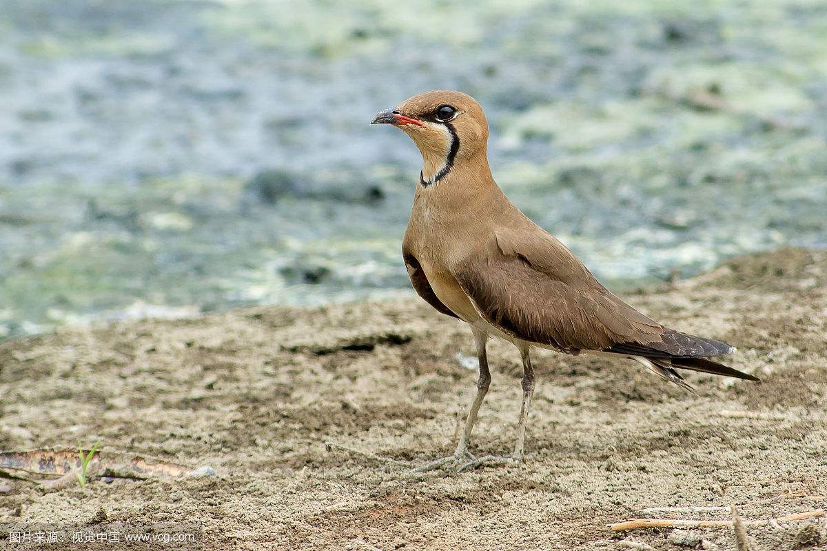 ԭȳĿֺ͵a(hng)!aԻȳӰһ