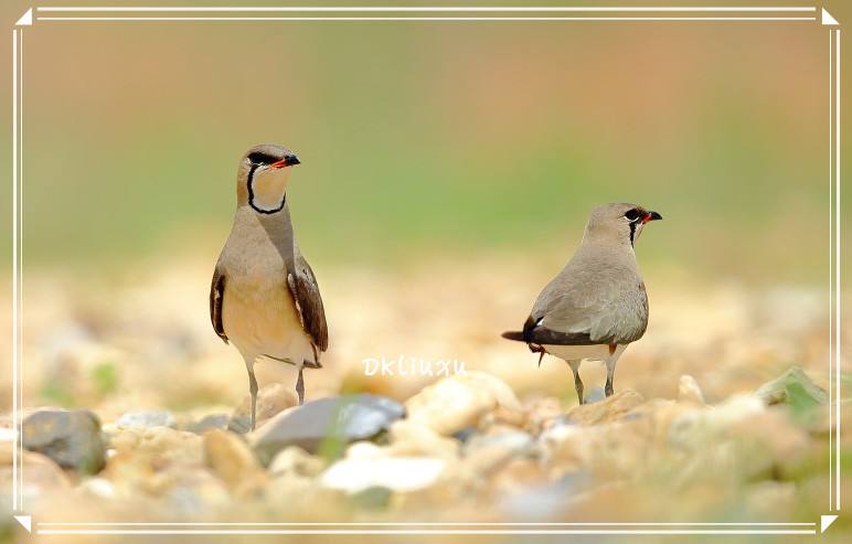 ԭȳĿֺ͵a(hng)!aԻȳӰһ