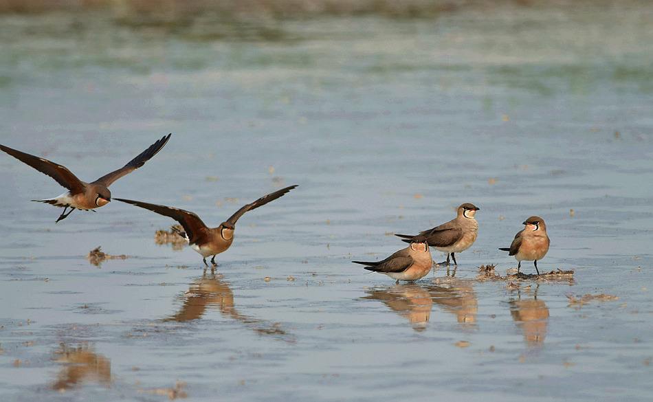 ԭȳĿֺ͵a(hng)!aԻȳӰһ