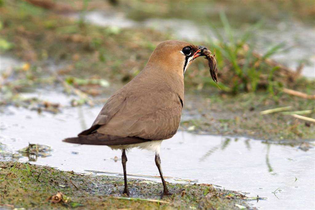 ԭȳĿֺ͵a(hng)!aԻȳӰһ